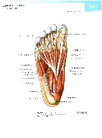 Sobotta  Atlas of Human Anatomy  Trunk, Viscera,Lower Limb Volume2 2006, page 348